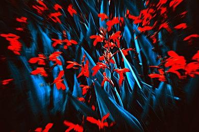 在 RED DEAD 在线模式中获得收藏系列的奖励