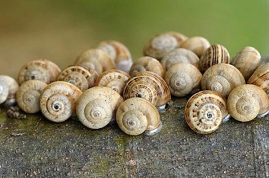 《RAIDOU Remastered: 超力兵团奇谭》今日发售！ 